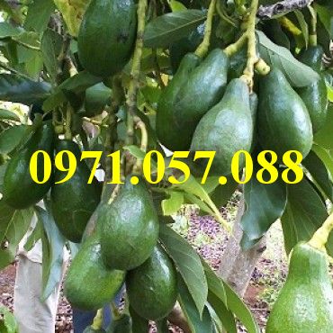 GIỐNG CÂY BƠ SÁP